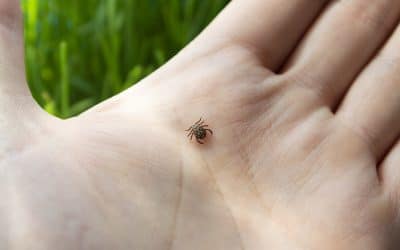 Riesgo de exposición a parásitos e insectos en el trabajo: enfermedades, zonas afectadas y medidas de prevención